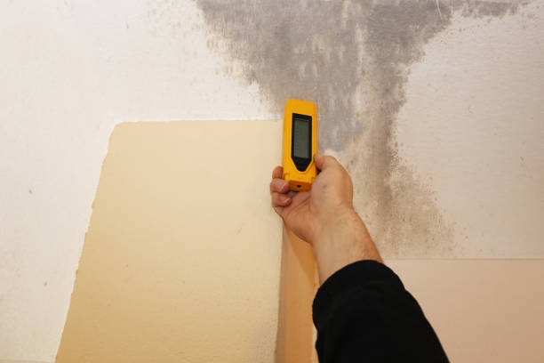 Environmental Consulting for Mold Prevention in Las Lomas, CA