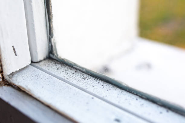 Mold Remediation for Vacation Homes in Las Lomas, CA